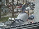 Tento holub je buď nenažraný alebo bol práve odmenený slávnostným chlebom namiesto medaili.